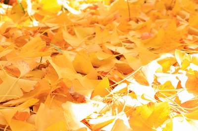 絨毯状になっているイチョウの葉